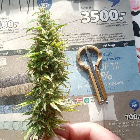 Afghani (mother + 2clones) growlog timeline photo