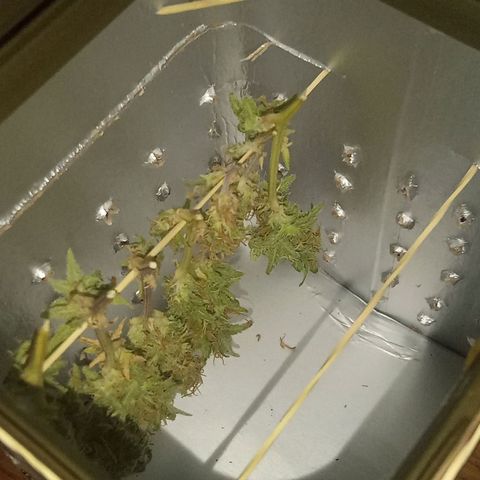 Afghani (mother + 2clones) growlog timeline photo