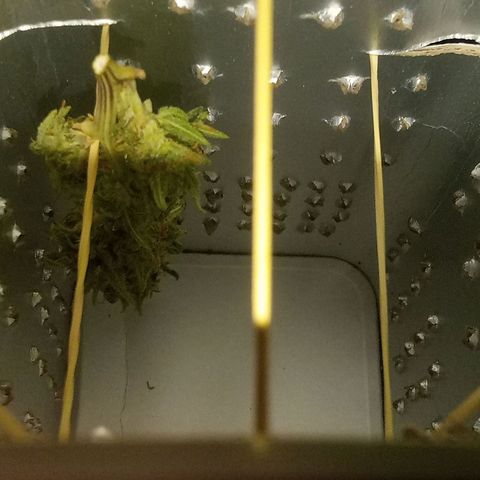 Afghani (mother + 2clones) growlog timeline photo