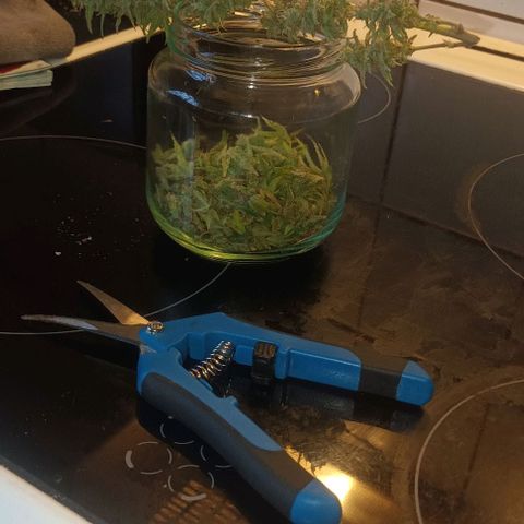 Afghani (mother + 2clones) growlog photo: Last one 🥰