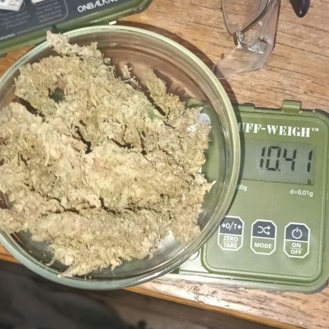 Afghani (mother + 2clones) growlog photo: Nice harvest 🥰🤩