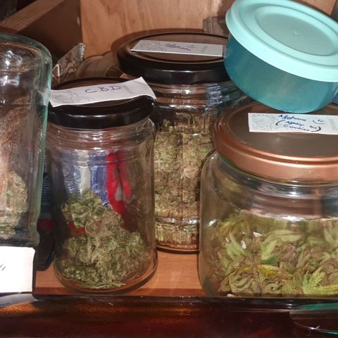 Afghani (mother + 2clones) growlog photo: Among friends 🥰