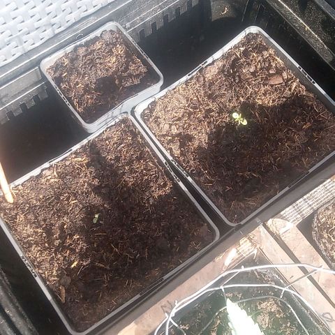Passion Fruitz - Zamnesia  growlog timeline photo
