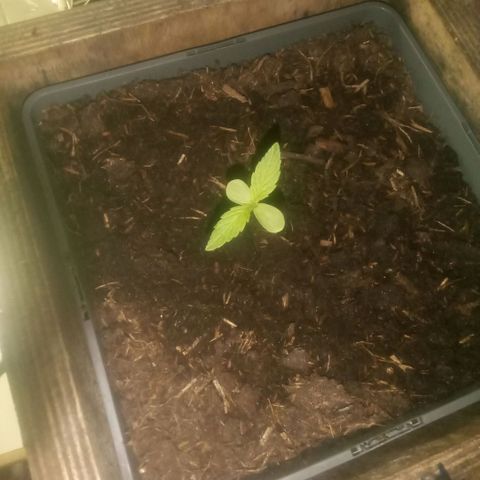 Passion Fruitz - Zamnesia  growlog timeline photo