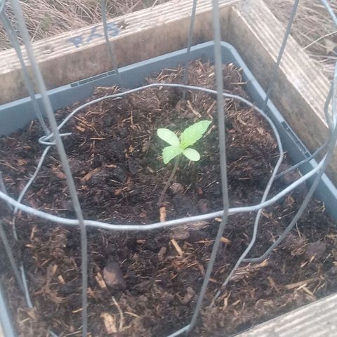 Passion Fruitz - Zamnesia  growlog timeline photo