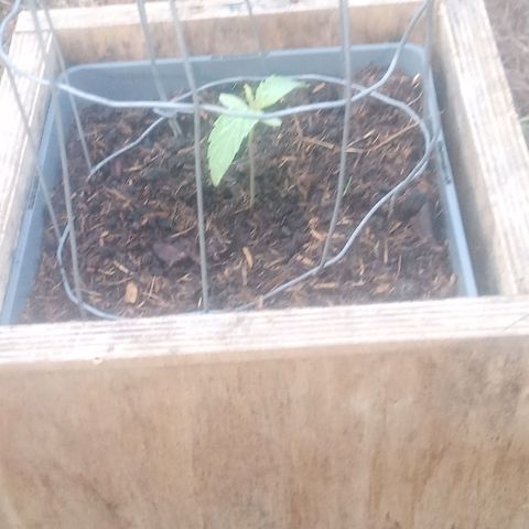 Passion Fruitz - Zamnesia  growlog timeline photo