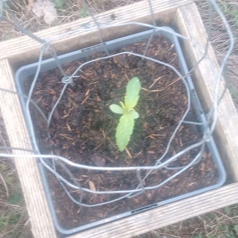 Passion Fruitz - Zamnesia  growlog timeline photo