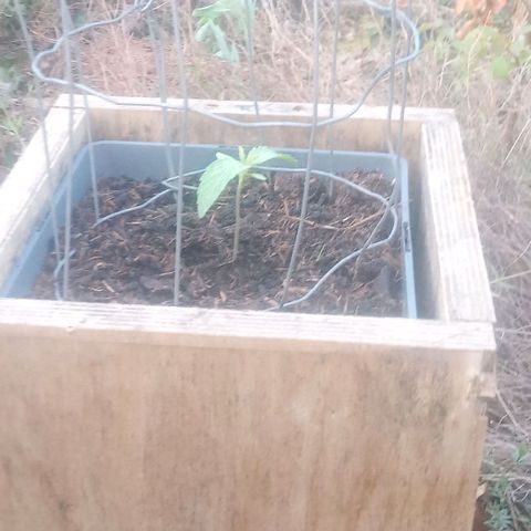 Passion Fruitz - Zamnesia  growlog timeline photo