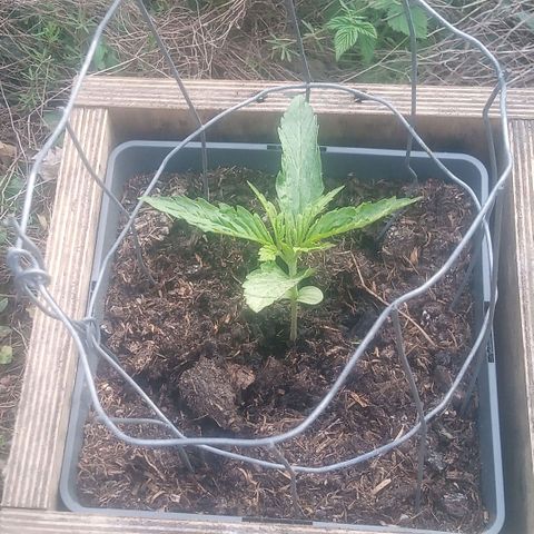 Passion Fruitz - Zamnesia  growlog timeline photo