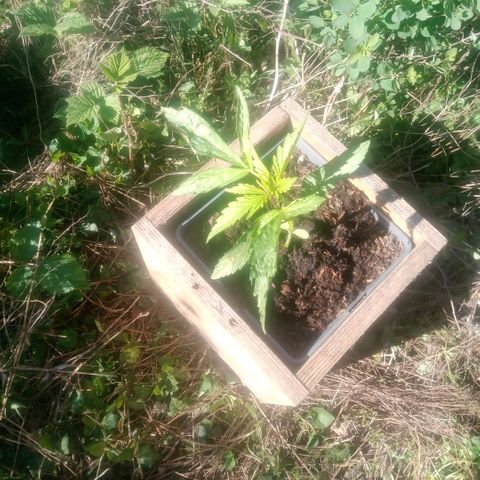 Passion Fruitz - Zamnesia  growlog timeline photo