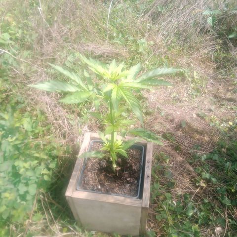 Passion Fruitz - Zamnesia  growlog timeline photo