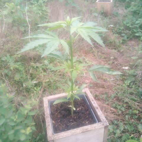 Passion Fruitz - Zamnesia  growlog timeline photo