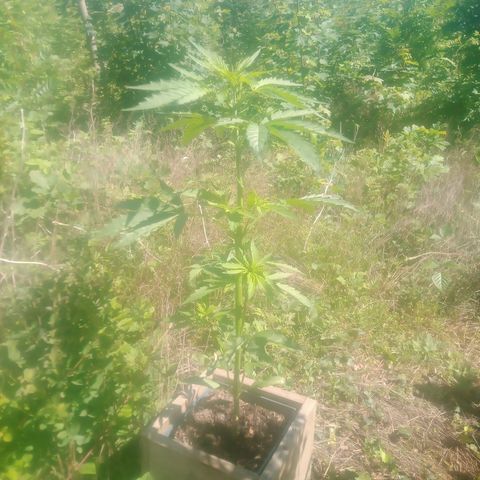 Passion Fruitz - Zamnesia  growlog timeline photo