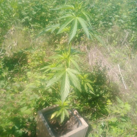 Passion Fruitz - Zamnesia  growlog timeline photo