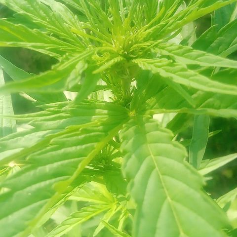 Passion Fruitz - Zamnesia  growlog timeline photo