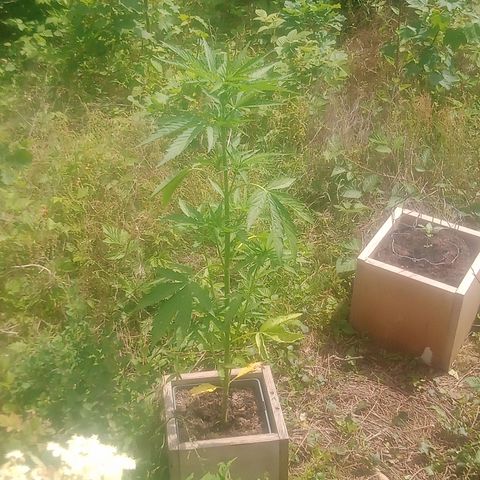 Passion Fruitz - Zamnesia  growlog timeline photo