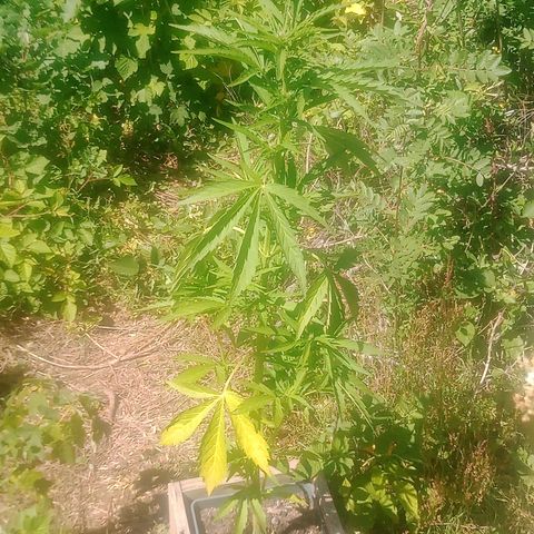 Passion Fruitz - Zamnesia  growlog timeline photo