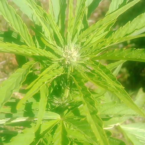 Passion Fruitz - Zamnesia  growlog timeline photo