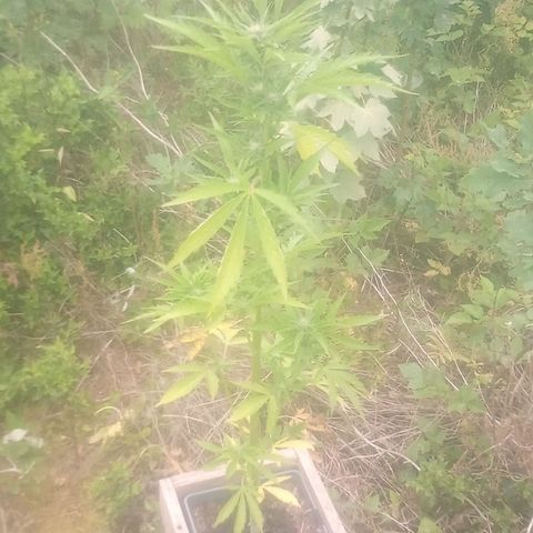 Passion Fruitz - Zamnesia  growlog timeline photo