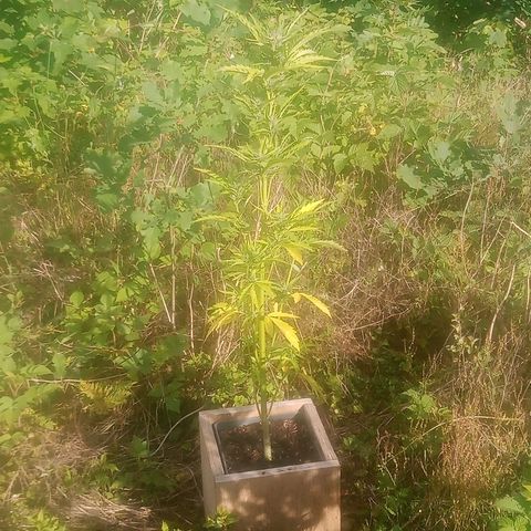 Passion Fruitz - Zamnesia  growlog timeline photo