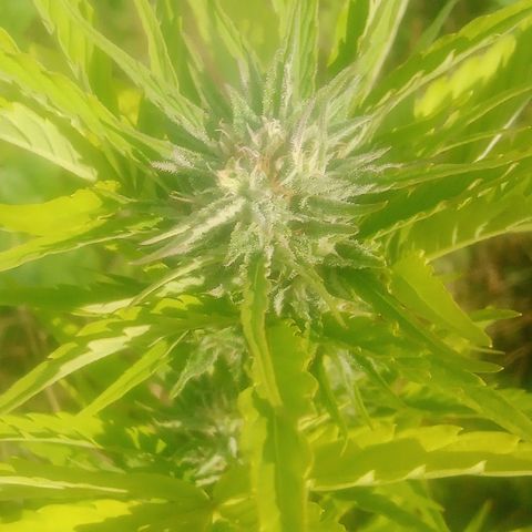 Passion Fruitz - Zamnesia  growlog photo: Soon 🥰