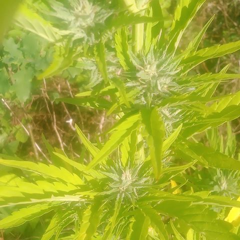 Passion Fruitz - Zamnesia  growlog photo: Soon 🥰