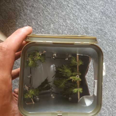Passion Fruitz - Zamnesia  growlog timeline photo