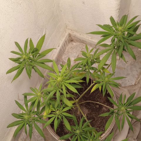 Super lemon haze #1 growlog timeline photo
