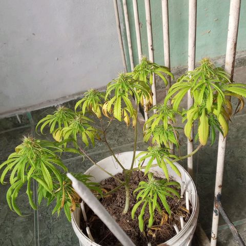 Super lemon haze #1 growlog timeline photo