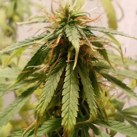 Super lemon haze #1 growlog timeline photo