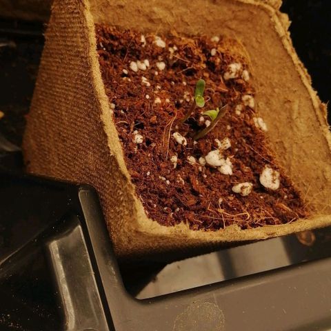 Unknown strain growlog timeline photo