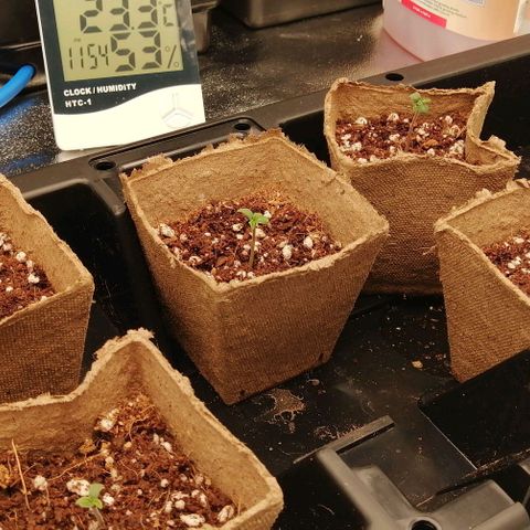 Unknown strain growlog photo: Slight Stretch, increased LED to 65%