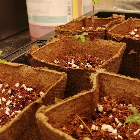 Unknown strain growlog timeline photo
