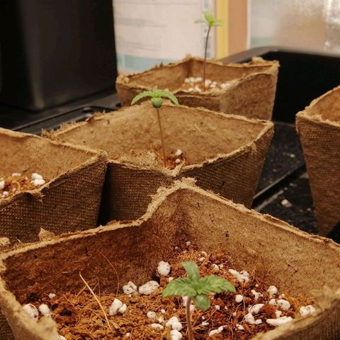 Unknown strain growlog timeline photo