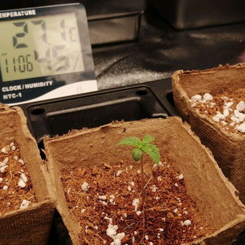 Unknown strain growlog timeline photo