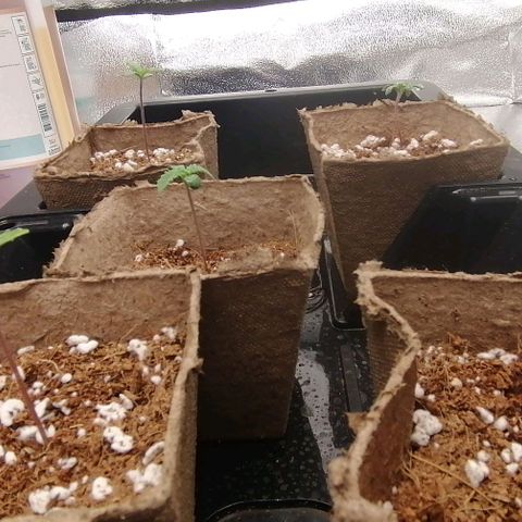 Unknown strain growlog timeline photo