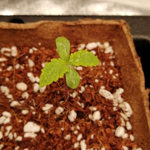 Unknown strain growlog timeline photo