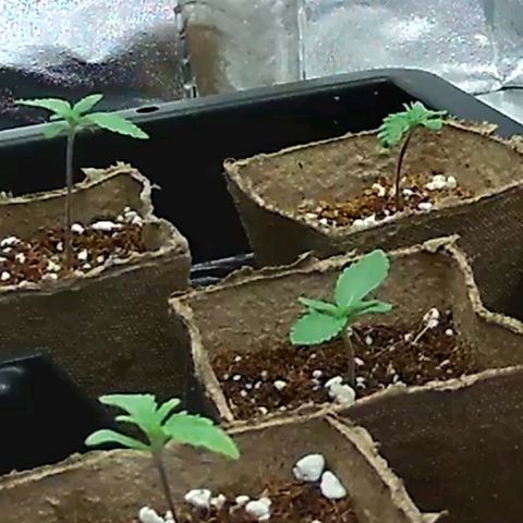 Unknown strain growlog timeline photo