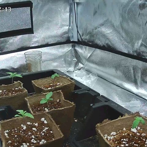 Unknown strain growlog timeline photo