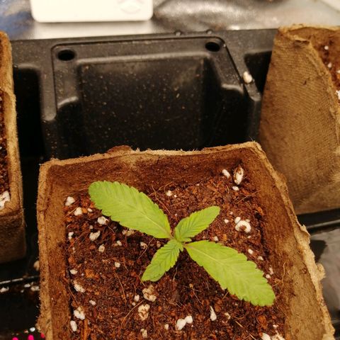 Unknown strain growlog timeline photo
