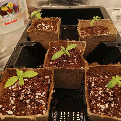 Unknown strain growlog timeline photo