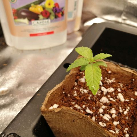 Unknown strain growlog timeline photo