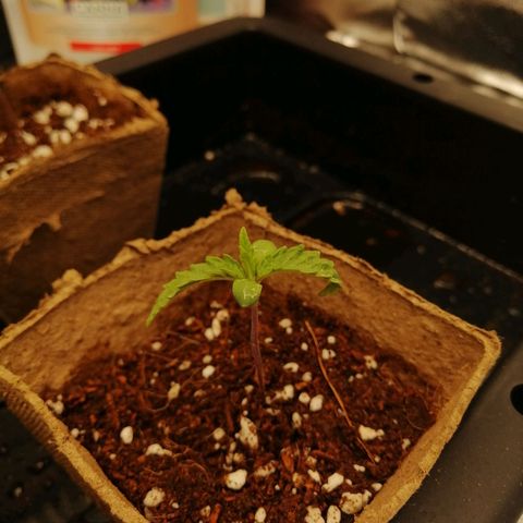 Unknown strain growlog timeline photo