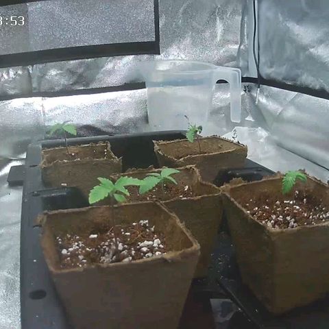 Unknown strain growlog timeline photo