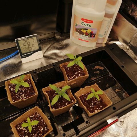 Unknown strain growlog timeline photo