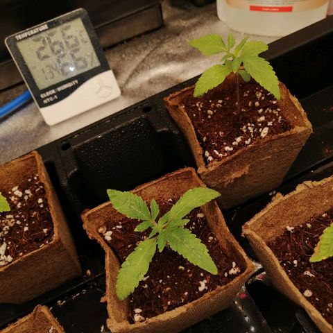 Unknown strain growlog timeline photo