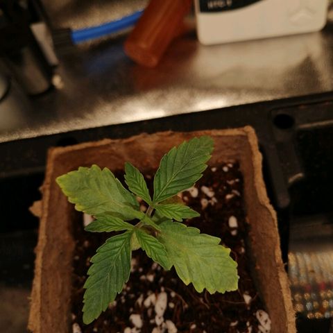 Unknown strain growlog timeline photo