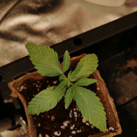 Unknown strain growlog timeline photo