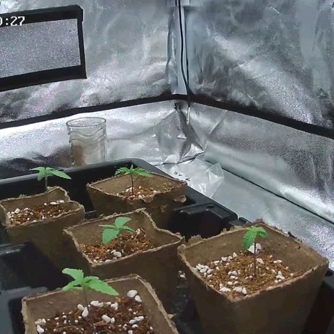 Unknown strain growlog timeline photo