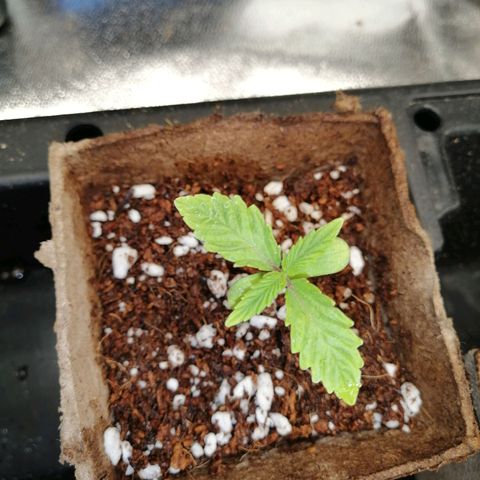 Unknown strain growlog timeline photo